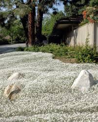 Image result for cerastium tomentosum