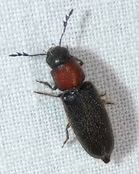 Attēlu rezultāti vaicājumam “Cardiophorus ruficollis”