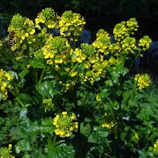 Attēlu rezultāti vaicājumam “Barbarea vulgaris subsp. arcuata fruit”
