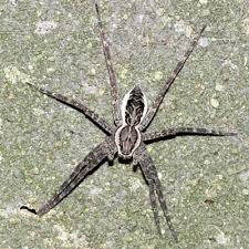 Attēlu rezultāti vaicājumam “Pisauridae”