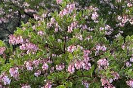 Attēlu rezultāti vaicājumam “Luzula pilosa flower”