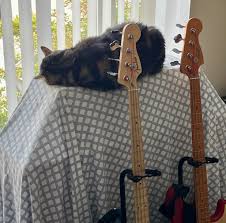 Image result for Cat sleeping in guitar