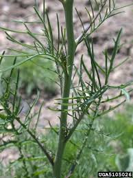 Attēlu rezultāti vaicājumam “Sisymbrium altissimum”