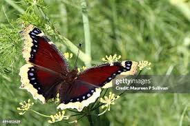 Attēlu rezultāti vaicājumam “Nymphalis antiopa”