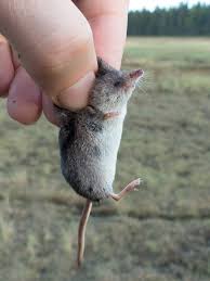 Attēlu rezultāti vaicājumam “Sorex sp.”