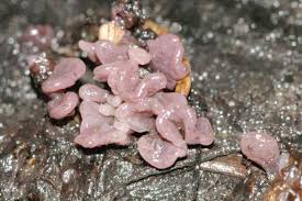 Attēlu rezultāti vaicājumam “Ascocoryne sarcoides”