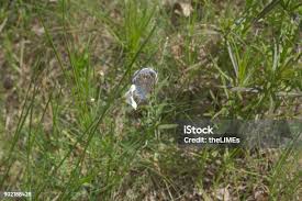 Attēlu rezultāti vaicājumam “Agrodiaetus amandus”