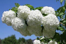 Attēlu rezultāti vaicājumam “Viburnum opulus flower”