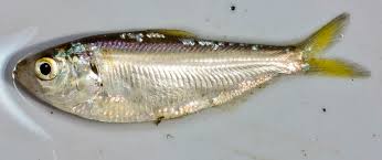 Image result for Dorosoma cepedianum