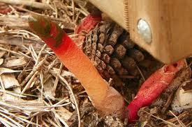 Attēlu rezultāti vaicājumam “Mutinus ravenelii”