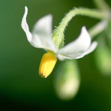 Attēlu rezultāti vaicājumam “Solanum nigrum flower”