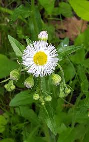 Attēlu rezultāti vaicājumam “Erigeron annuus flower”