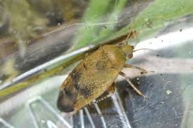 Attēlu rezultāti vaicājumam “Psallus sp.”