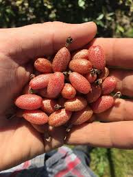 Attēlu rezultāti vaicājumam “Erysimum hieracifolium fruit”