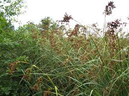 Attēlu rezultāti vaicājumam “Cladium mariscus”