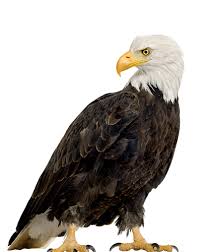 Image result for Palace Eagles Octopush Club