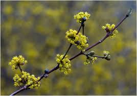 Attēlu rezultāti vaicājumam “Cornus mas flower”