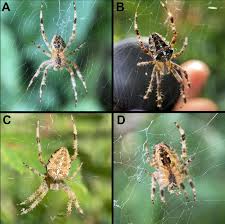 Attēlu rezultāti vaicājumam “Araneus diadematus”