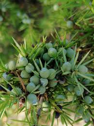 Attēlu rezultāti vaicājumam “Juniperus communis leaf”