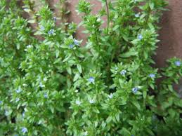 Attēlu rezultāti vaicājumam “Veronica arvensis”