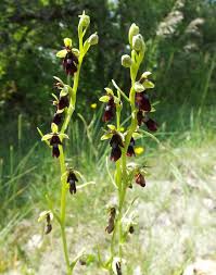 Attēlu rezultāti vaicājumam “Ophrys insectifera flower”