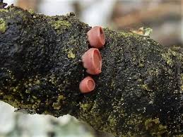 Attēlu rezultāti vaicājumam “Craterocolla cerasi”