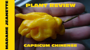 Afbeeldingsresultaat voor mme jeanette hot pepper