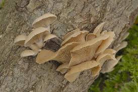 Attēlu rezultāti vaicājumam “Panellus stipticus”