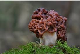 Attēlu rezultāti vaicājumam “Gyromitra esculenta”