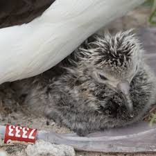 Image result for albatross dead chick