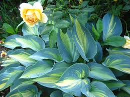 Attēlu rezultāti vaicājumam “Hosta sp. flower”