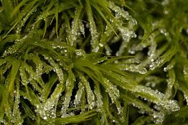 Attēlu rezultāti vaicājumam “Dicranum scoparium sporophyte”