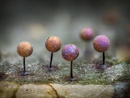 Attēlu rezultāti vaicājumam “Didymium tussilaginis macro”