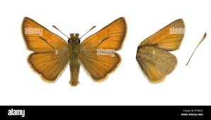 Attēlu rezultāti vaicājumam “Thymelicus sylvestris”