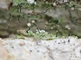 Attēlu rezultāti vaicājumam “Chaenotheca gracilenta”