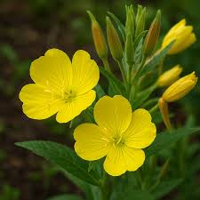 Image result for Oenothera biennis