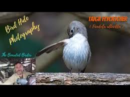 Image result for Ficedula albicilla