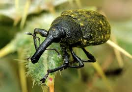 Attēlu rezultāti vaicājumam “Larinus sp.”