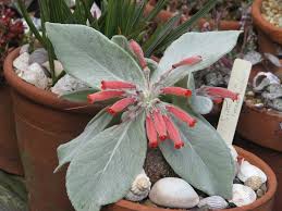 Image result for Sinningia