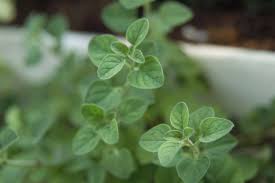 Image result for Oregano