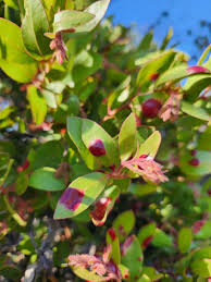 Attēlu rezultāti vaicājumam “Exobasidiales”