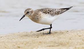 Image result for Calidris bairdii