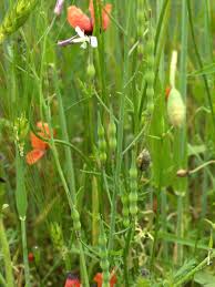 Attēlu rezultāti vaicājumam “Raphanus raphanistrum fruit”