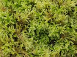 Attēlu rezultāti vaicājumam “Isothecium myosuroides”