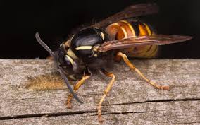 Attēlu rezultāti vaicājumam “Vespula rufa”