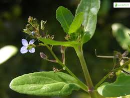 Attēlu rezultāti vaicājumam “Veronica beccabunga leaf”