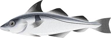 Image result for Melanogrammus aeglefinus