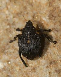 Attēlu rezultāti vaicājumam “Mononychus punctumalbum”