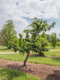 Attēlu rezultāti vaicājumam “Larix kaempferi”