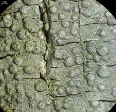 Attēlu rezultāti vaicājumam “Pertusaria albescens”